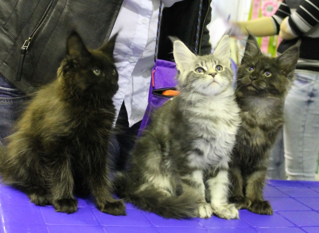 12-13 марта 2016. г. Краснодар