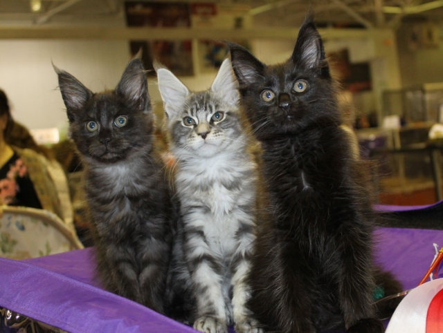 12-13 марта 2016. г. Краснодар