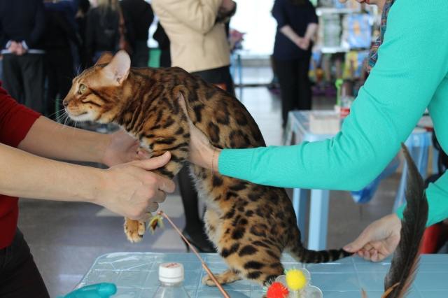 14-15 марта 2015 Новороссийск