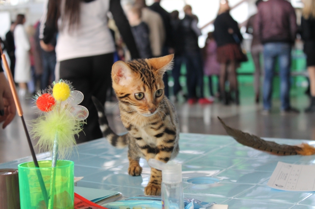 14-15 марта 2015 Новороссийск