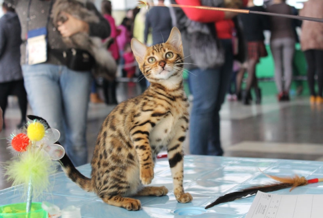 14-15 марта 2015 Новороссийск