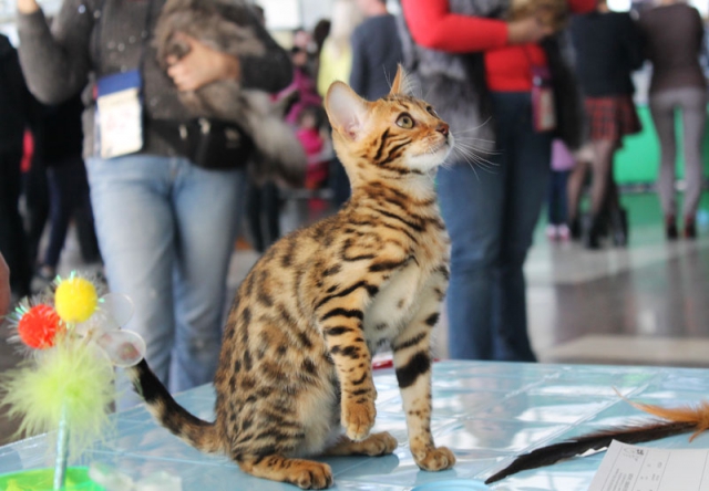 14-15 марта 2015 Новороссийск