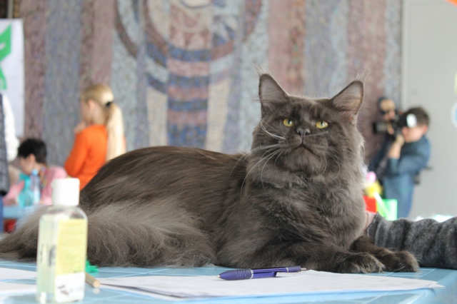 14-15 марта 2015 Новороссийск