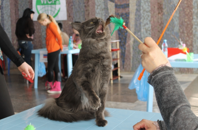 14-15 марта 2015 Новороссийск