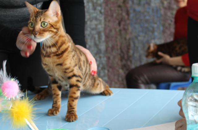 14-15 марта 2015 Новороссийск