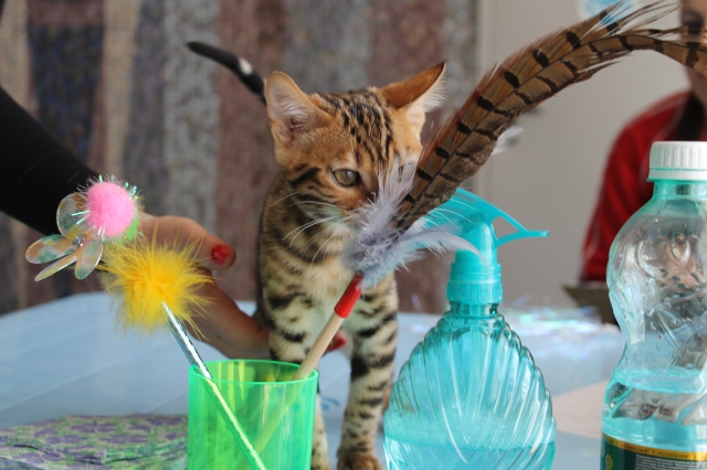 14-15 марта 2015 Новороссийск