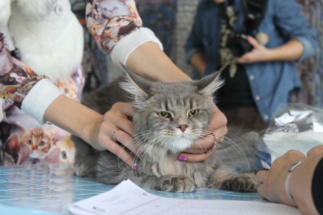 18-19 октября 2014 Новороссийск