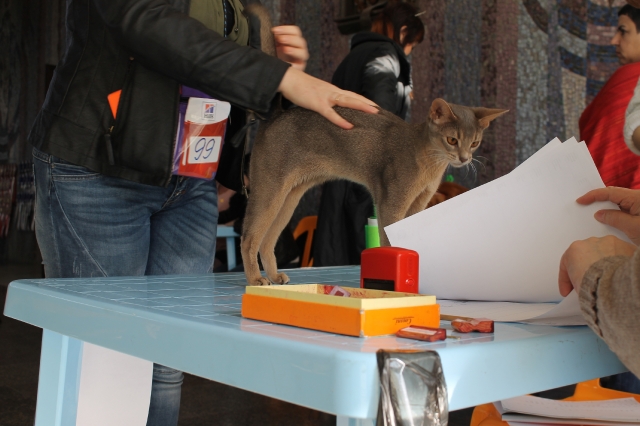 19-20 марта 2016 Новороссийск