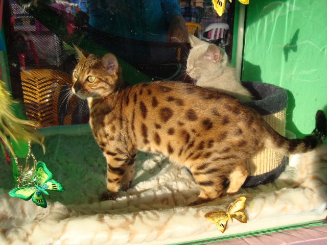 19 ноября 2011 Краснодар