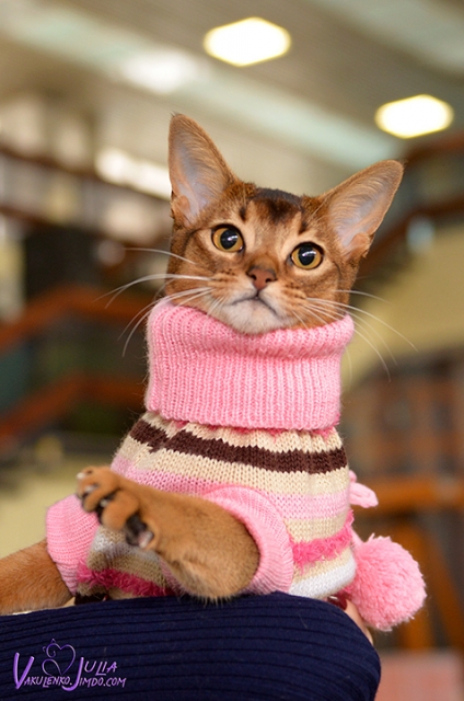 25-26 февраля 2017 г. Новороссийск