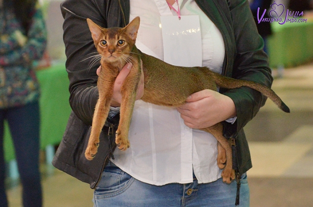 25-26 февраля 2017 г. Новороссийск