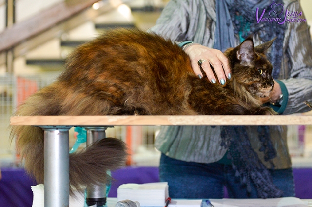 25-26 февраля 2017 г. Новороссийск