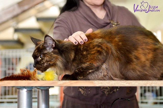 25-26 февраля 2017 г. Новороссийск