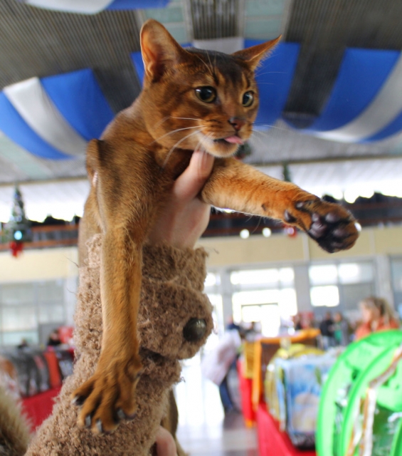 25-26 февраля 2017 г. Новороссийск