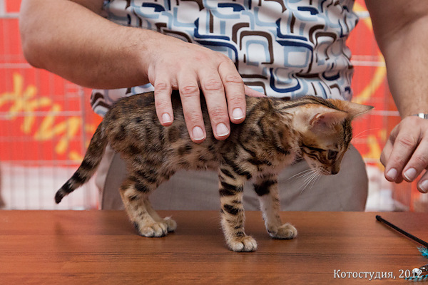 6-7 октября 2012 Новороссийск