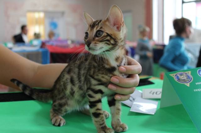 6-7 октября 2012 Новороссийск