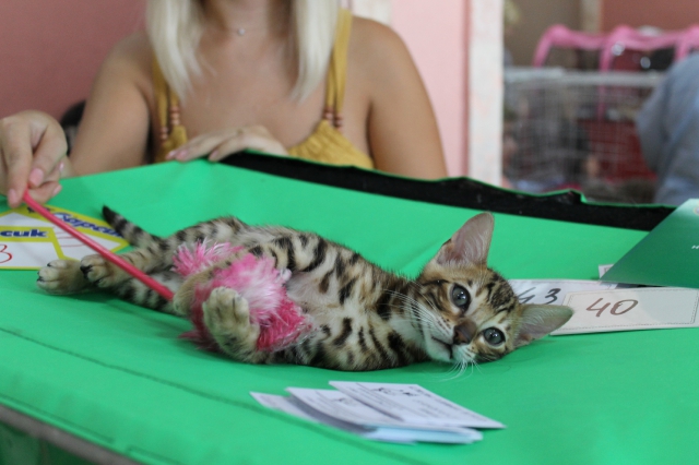 6-7 октября 2012 Новороссийск