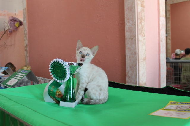 6-7 октября 2012 Новороссийск