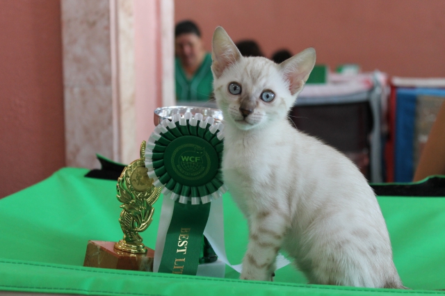 6-7 октября 2012 Новороссийск