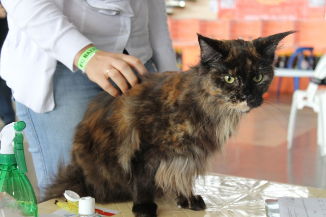 05-06 октября 2013 Новороссийск