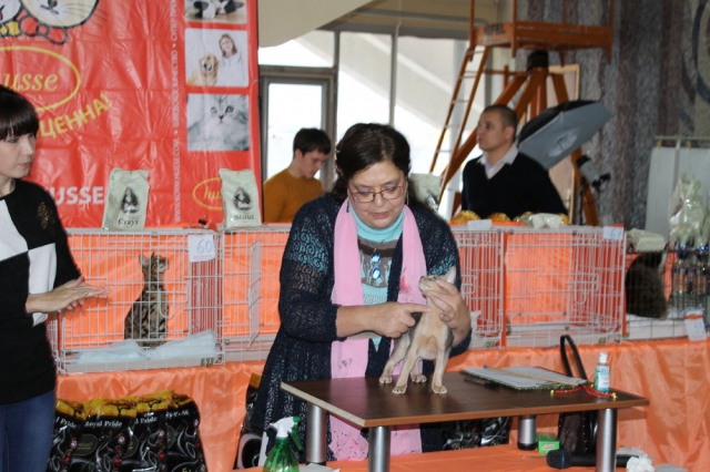 05-06 октября 2013 Новороссийск