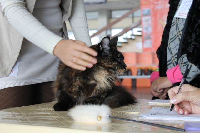 05-06 октября 2013 Новороссийск