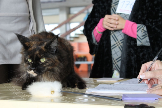 05-06 октября 2013 Новороссийск