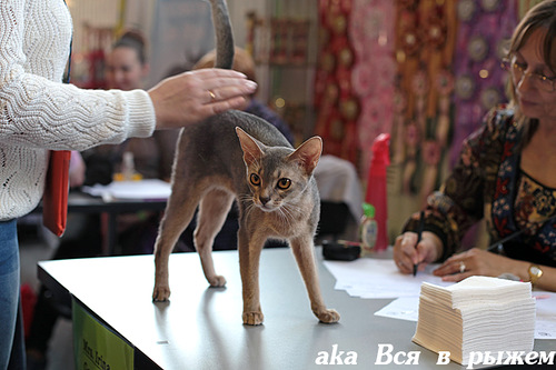 15 марта 2014 Краснодар