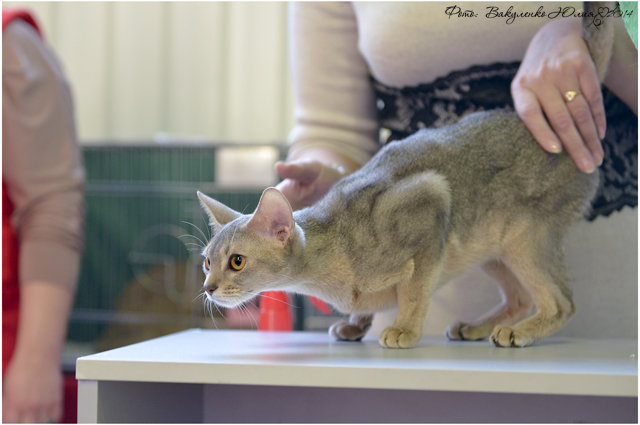 15 марта 2014 Краснодар