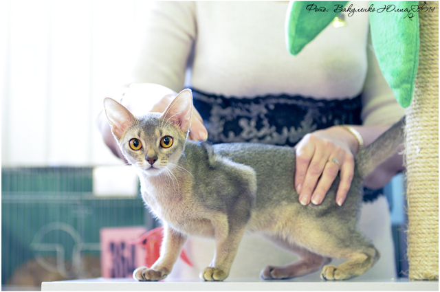 15 марта 2014 Краснодар