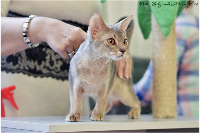 15 марта 2014 Краснодар