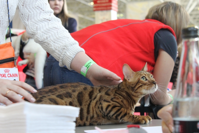 15 марта 2014 Краснодар