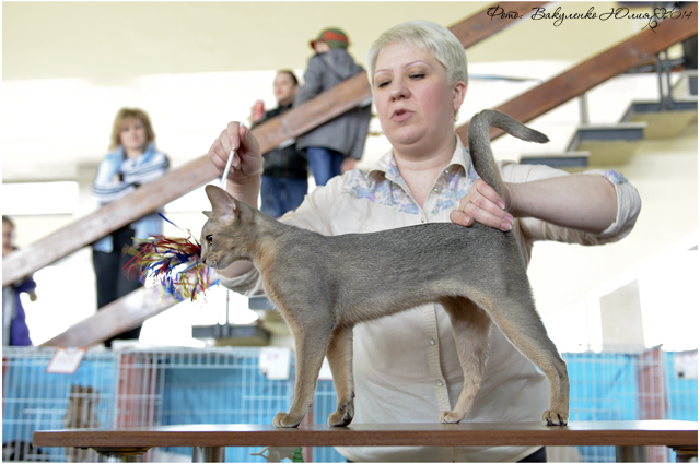 Фото Arabeska ABY