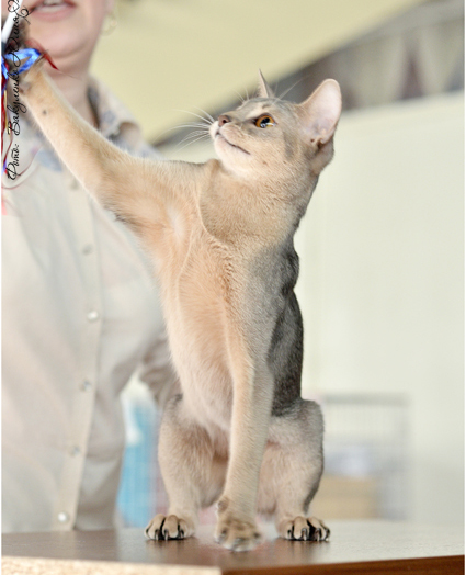 Фото Arabeska ABY