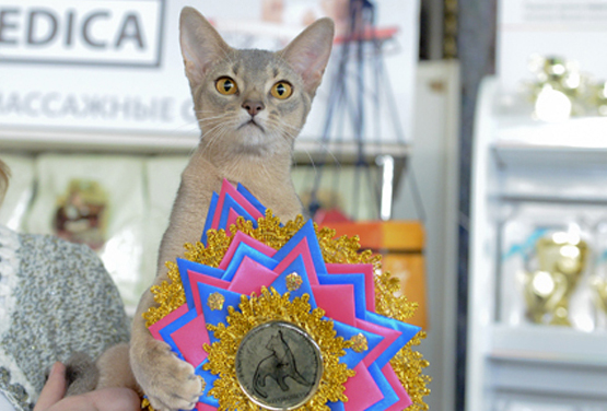 Фото Arabeska ABY