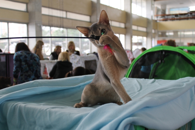 Фото Arabeska ABY