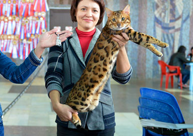 Фото Ch. Bengamur Kenai Mur