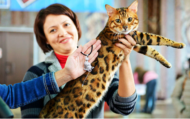 Фото Ch. Bengamur Kenai Mur