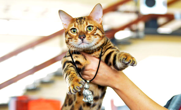 Фото Ch. Bengamur Kenai Mur