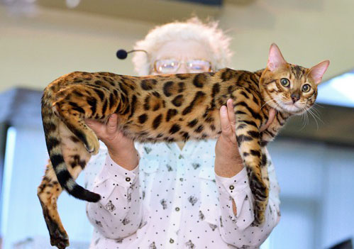 Фото Ch. Bengamur Kenai Mur