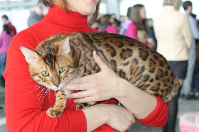 Фото Ch. Bengamur Kenai Mur
