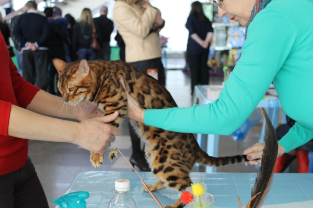 Фото Ch. Bengamur Kenai Mur