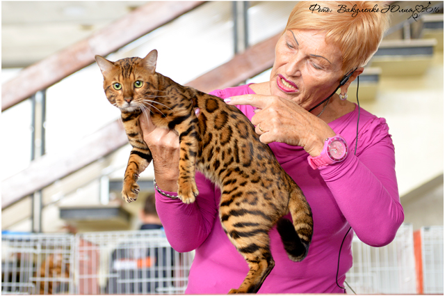 Фото D-JOHNNY GOLD ELITE PERSON