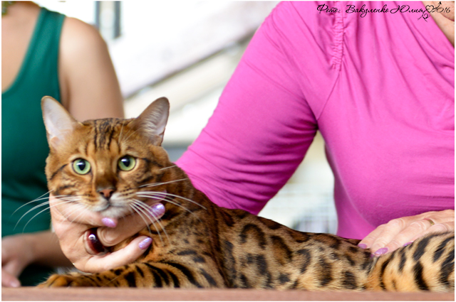 Фото D-JOHNNY GOLD ELITE PERSON