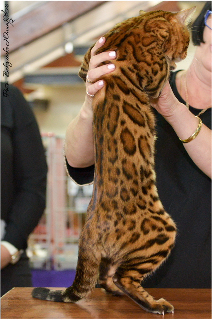 Фото D-JOHNNY GOLD ELITE PERSON