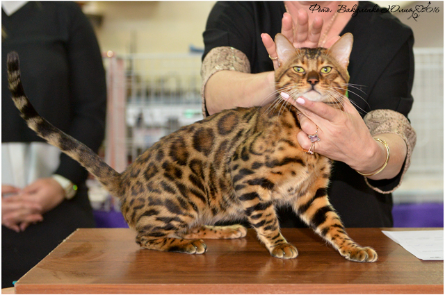 Фото D-JOHNNY GOLD ELITE PERSON