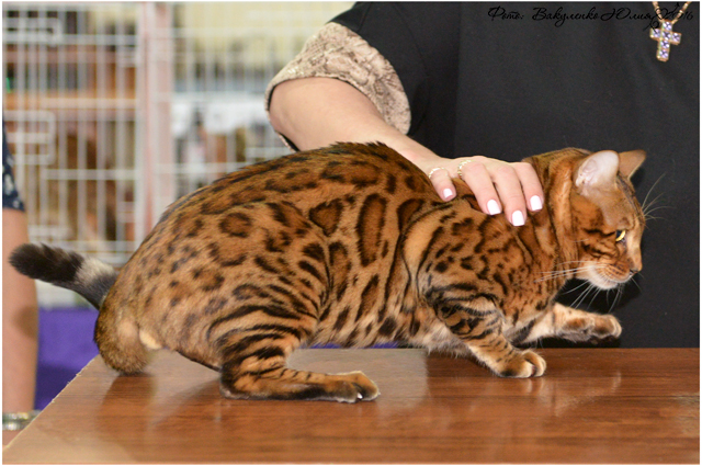 Фото D-JOHNNY GOLD ELITE PERSON