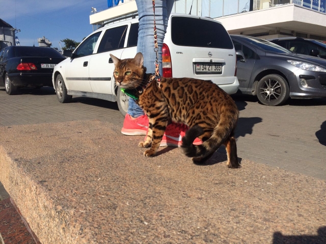 Фото D-JOHNNY GOLD ELITE PERSON