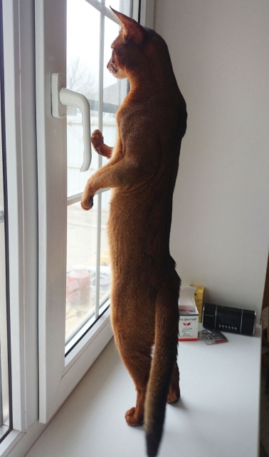 Фото Urfin Juice