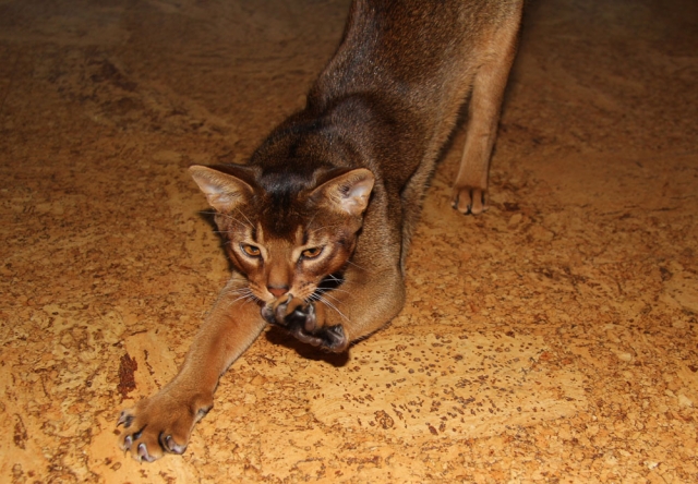 Фото Urfin Juice